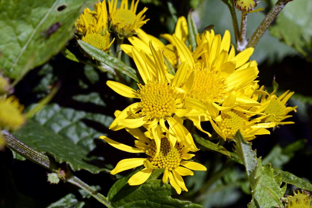 Jacobaea alpina (=Senecio alpinus) / Senecione alpino